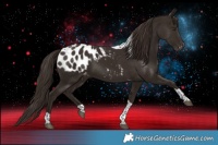 Horse Color:Liver Chestnut Tobiano Appaloosa