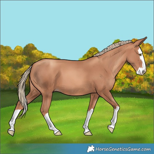 Horse Color:Gold Champagne Splash 
