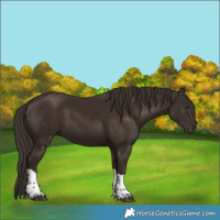 Horse Color:Liver Chestnut Tobiano