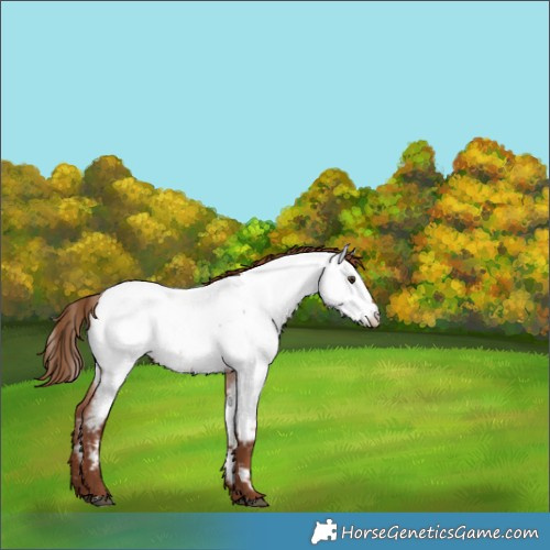 Horse Color:Red Roan Appaloosa 