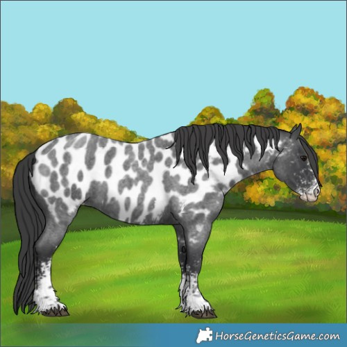 Horse Color:Blue Roan Sabino Near Leopard 