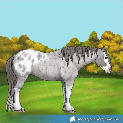 Horse Color:Grullo Roan Splash Blanket Rabicano 