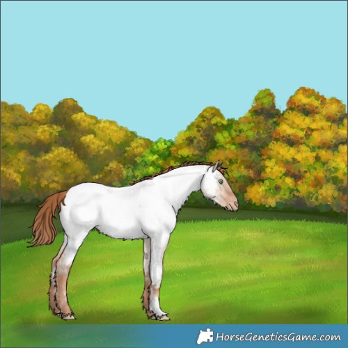 Horse Color:Gold Champagne Roan Dun Near Fewspot Rabicano 