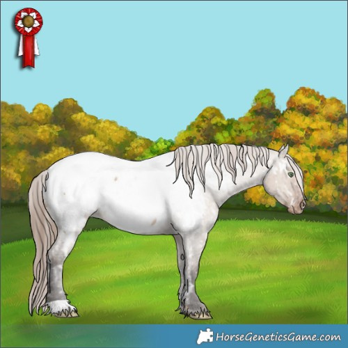 Horse Color:Gold Champagne Roan Appaloosa Rabicano  and Liver Red Dun Roan Appaloosa 