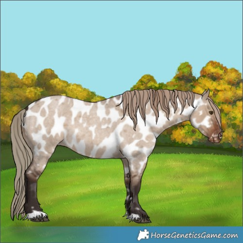 Horse Color:Liver Red Dun Roan Appaloosa Rabicano 