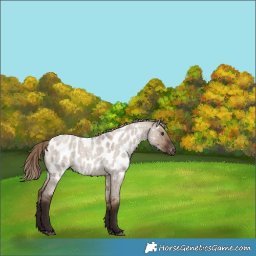 Horse Color:Liver Red Dun Roan Appaloosa 