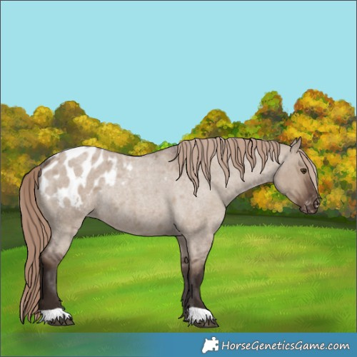 Horse Color:Liver Red Dun Roan Appaloosa Rabicano 