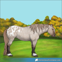 Horse Color:Liver Red Dun Roan Blanket Rabicano 
