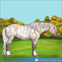 Horse Color:Silver Brown Roan Dun Near Leopard Rabicano 