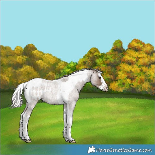 Horse Color:Silver Grullo Roan Splash Tobiano Appaloosa Rabicano 