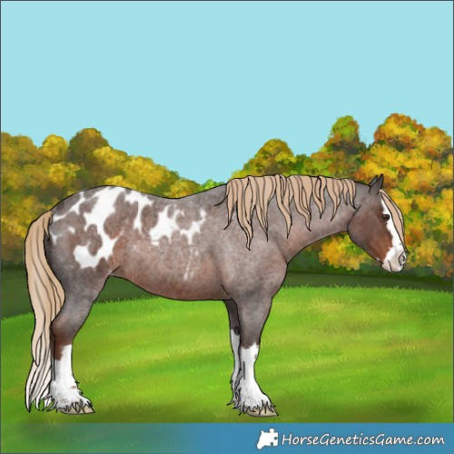 Horse Color:Liver Red Roan Splash Appaloosa Rabicano 