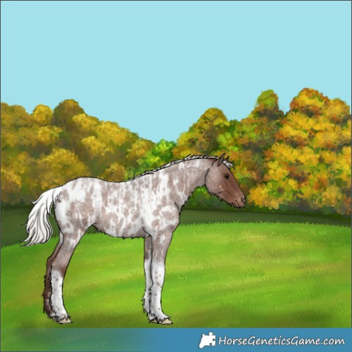 Horse Color:Silver Blue Roan Tobiano Blanket  and Silver Blue Roan Tobiano Near Leopard 