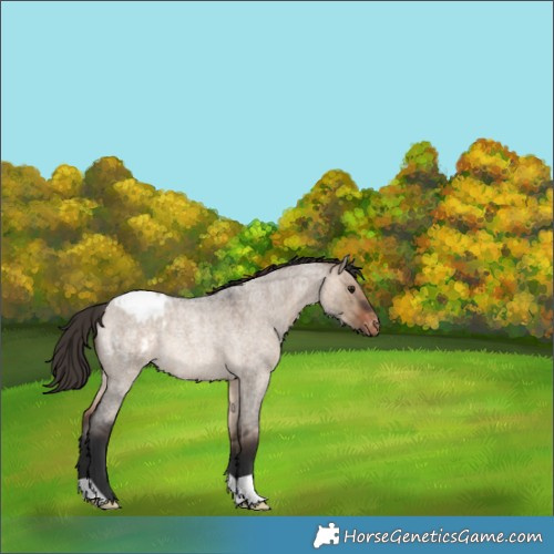 Horse Color:Brown Roan Dun Appaloosa Rabicano 