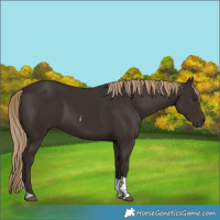 Horse Color:Liver Chestnut Tobiano 