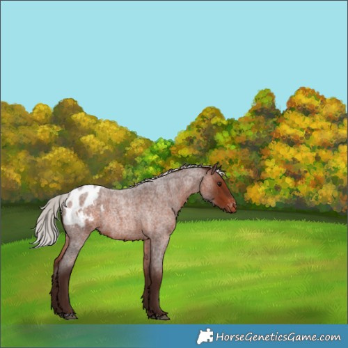 Horse Color:Silver Brown Roan Appaloosa Rabicano 