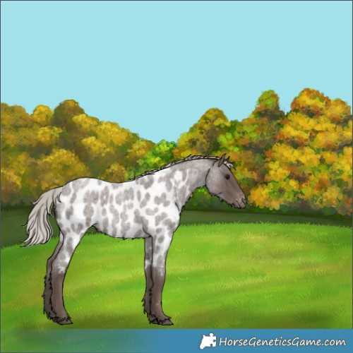 Horse Color:Silver Blue Roan Near Leopard Rabicano 
