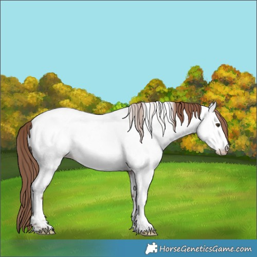 Horse Color:Liver Red Dun Roan Appaloosa 