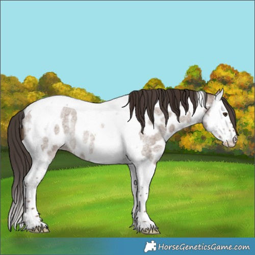 Horse Color:Liver Red Dun Roan Splash Tobiano Near Leopard Rabicano 