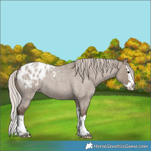 Horse Color:Silver Grullo Roan Splash Blanket Rabicano 