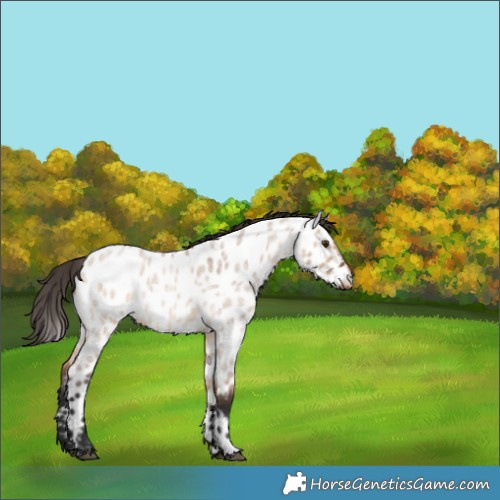 Horse Color:Bay Roan Dun Appaloosa Rabicano 