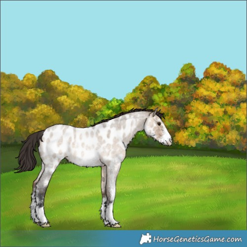 Horse Color:Brown Roan Dun Sabino Appaloosa Rabicano 