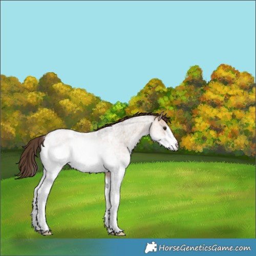 Horse Color:White Spotted Bay Roan Dun Appaloosa 