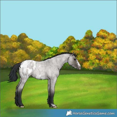 Horse Color:Grullo Roan Frame Blanket Rabicano 