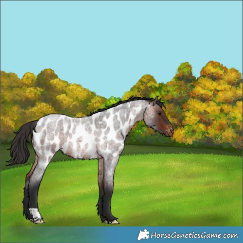 Horse Color:Brown Roan Appaloosa Rabicano 