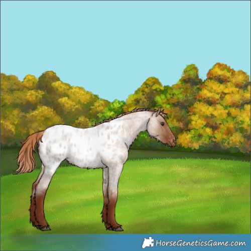 Horse Color:Red Dun Roan Appaloosa Rabicano 