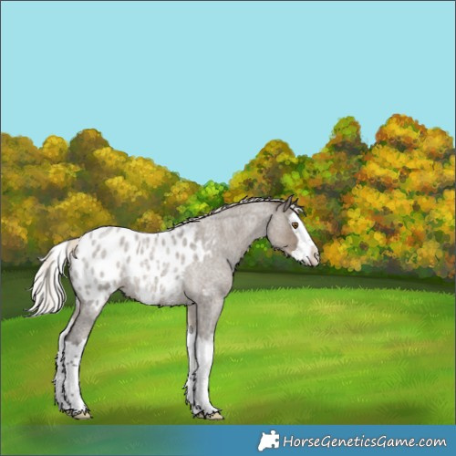 Horse Color:Silver Smoky Grullo Roan Splash Appaloosa 