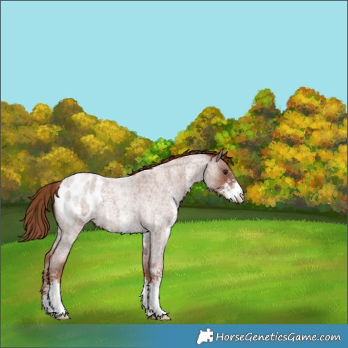 Horse Color:Red Roan Sabino Appaloosa 