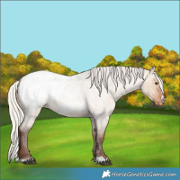 Horse Color:Silver Bay Roan Dun Snowcap Rabicano 