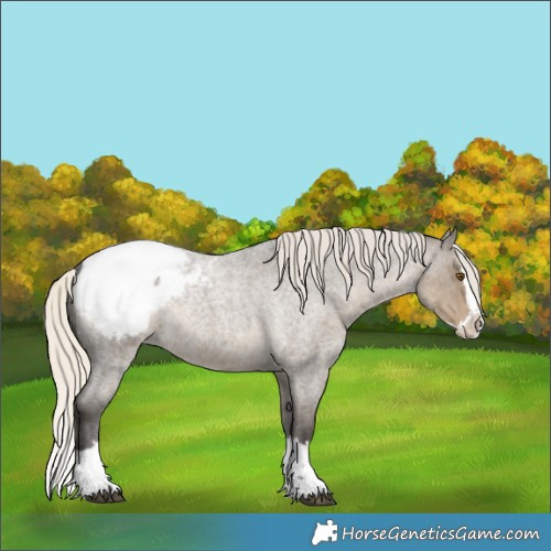 Horse Color:Silver Smoky Grullo Roan Splash Appaloosa Rabicano 
