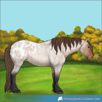 Horse Color:Bay Roan Dun Blanket Rabicano 