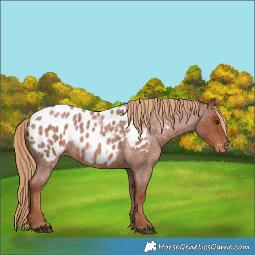 Horse Color:Red Roan Appaloosa Rabicano 