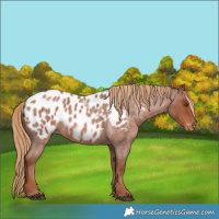 Horse Color:Red Roan Appaloosa Rabicano