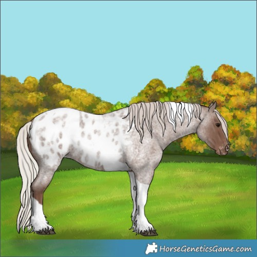 Horse Color:Silver Blue Roan Tobiano Blanket Rabicano 