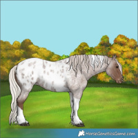 Horse Color:Silver Blue Roan Tobiano Blanket Rabicano 