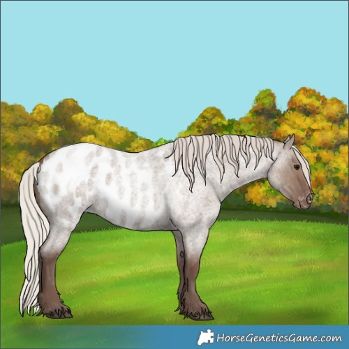 Horse Color:Silver Grullo Roan Appaloosa Rabicano 