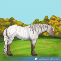 Horse Color:Silver Grullo Roan Blanket Rabicano 
