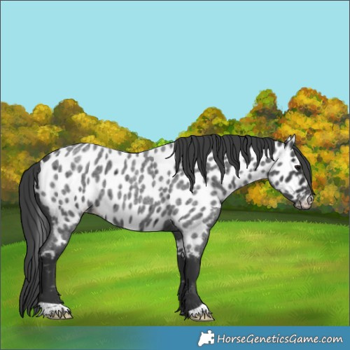 Horse Color:Blue Roan Appaloosa 