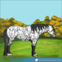 Horse Color:Blue Roan Near Leopard 