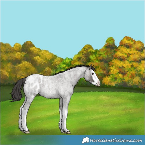 Horse Color:Grullo Roan Splash Blanket Rabicano 