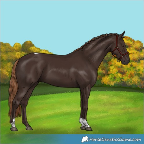 Horse Color:Liver Chestnut Tobiano 