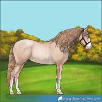 Horse Color:Gold Champagne Pearl Rabicano and Gold Champagne Pearl Rabicano