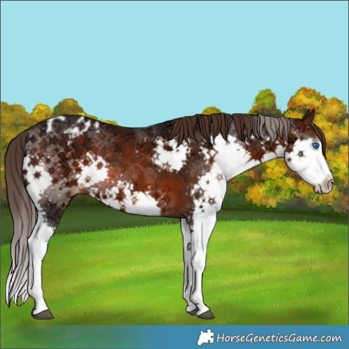 Horse Color:Brown Ice Splash Appaloosa Rabicano