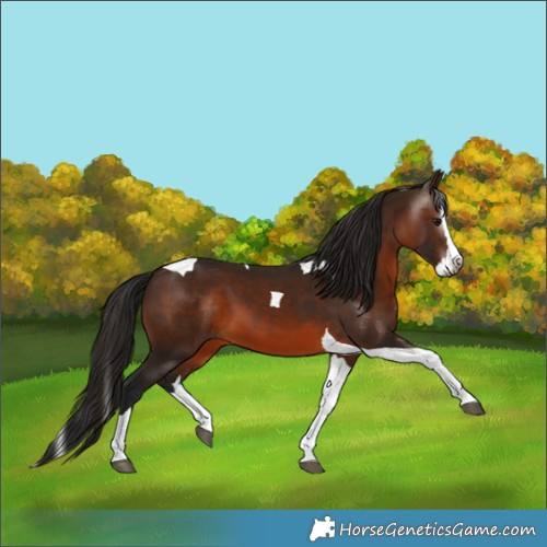 Horse Color:Gray Bay Splash Tobiano 