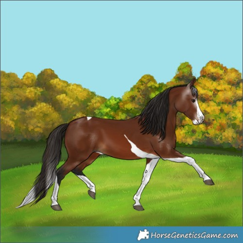 Horse Color:Gray Bay Splash Tobiano 
