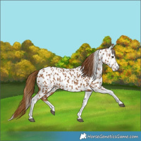 Horse Color:Gray Chestnut Splash Tobiano Near Leopard 