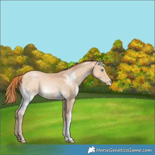 Horse Color:White Spotted Buckskin Pearl 